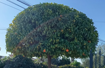 Captura_de_pantalla_2025-06-19_101254